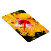 Oranje Hibiscus Side Uitzicht Magneet (Rechterzijde)