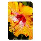 Oranje Hibiscus Side Uitzicht Magneet (Verticaal)