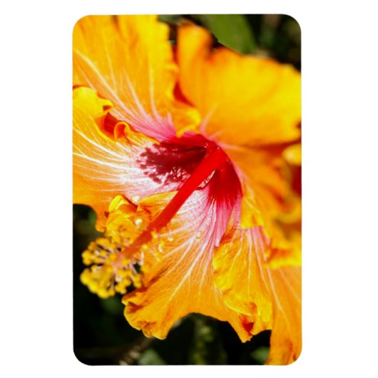 Oranje Hibiscus Side Uitzicht Magneet (Verticaal)