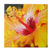 Oranje Hibiscus Side Uitzicht Tegeltje (Voorkant)