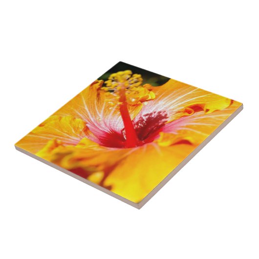 Oranje Hibiscus Side Uitzicht Tegeltje (Zijkant)