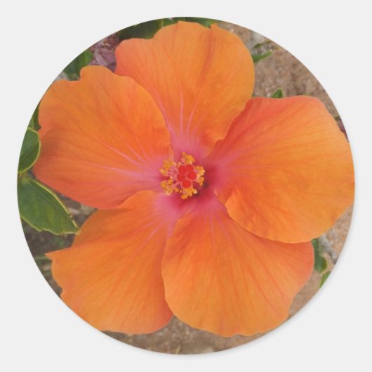 Oranje Hibiscus stickers (Voorkant)