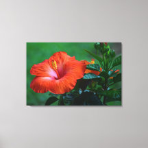 Oranje Hibiscus Stretched Canvas afdrukken
