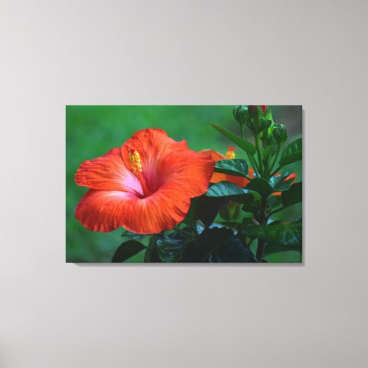 Oranje Hibiscus Stretched Canvas afdrukken (Voorkant)