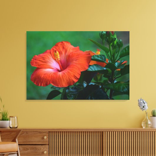 Oranje Hibiscus Stretched Canvas afdrukken (Insitu (Woonkamer))