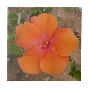 Oranje Hibiscus tegel Tegeltje