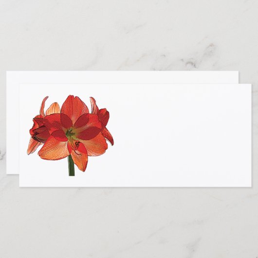 Oranje Hippeastrum Amaryllis (Voorkant / Achterkant)