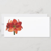 Oranje Hippeastrum Amaryllis (Voorkant)