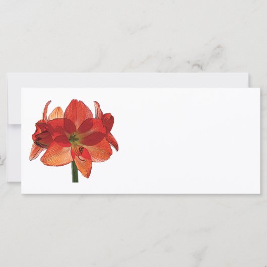 Oranje Hippeastrum Amaryllis (Voorkant)