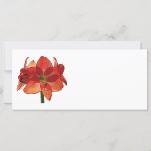 Oranje Hippeastrum Amaryllis