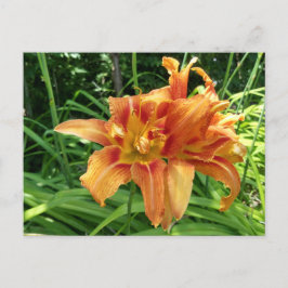 Oranje horizontale dagbloemen briefkaart