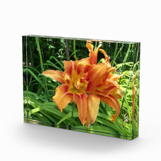 Oranje horizontale dagbloemen fotoblokken (Rechts)