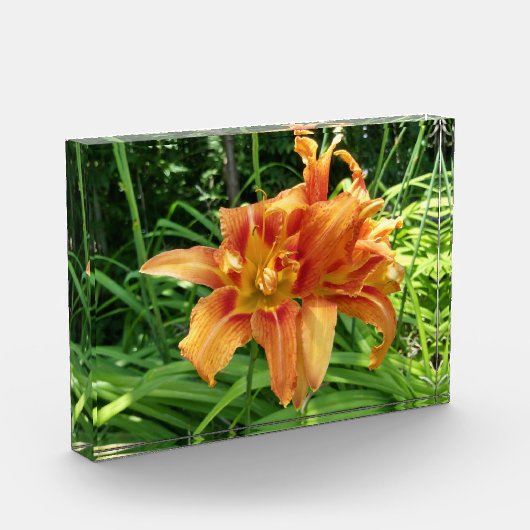 Oranje horizontale dagbloemen fotoblokken (Links)