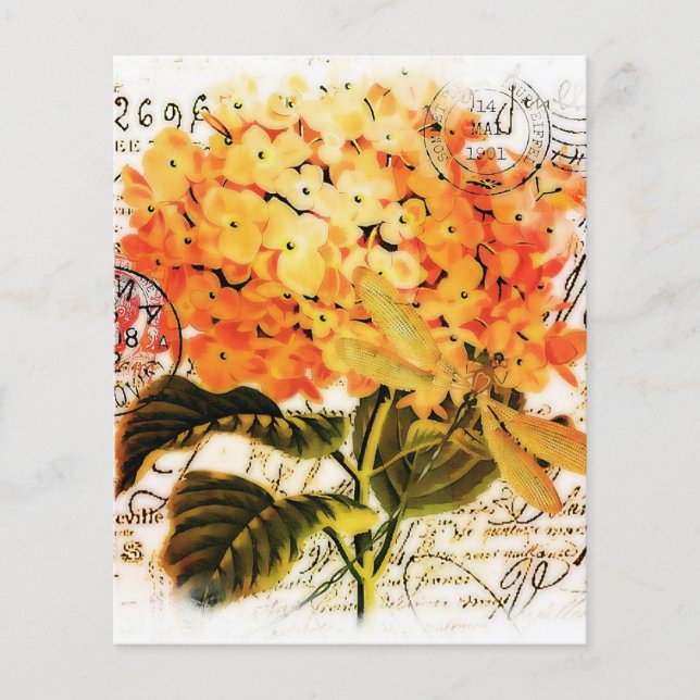 Oranje hortensia (Voorkant)