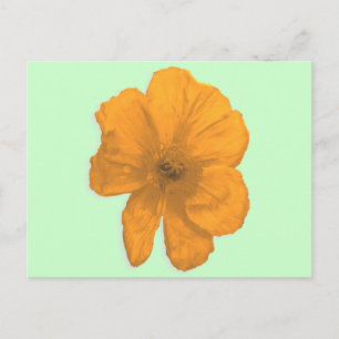 Oranje hulp/PopArt Flower Briefkaart