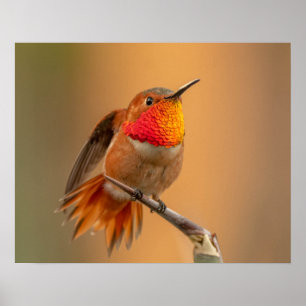 Oranje Hummingbird & Ruffled Feathers Poster