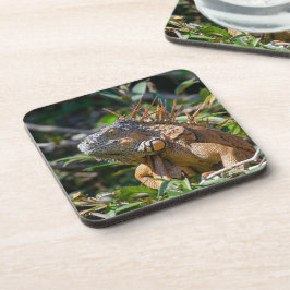 Oranje Iguana, Belize Wilderness Bier Onderzetter