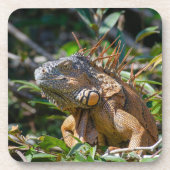 Oranje Iguana, Belize Wilderness Bier Onderzetter (Voorkant)