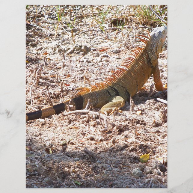 Oranje Iguana hunts (Voorkant)