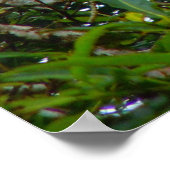 Oranje Iguana Poster (Hoek)