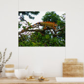 Oranje Iguana Poster (Keuken)