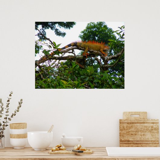 Oranje Iguana Poster (Keuken)
