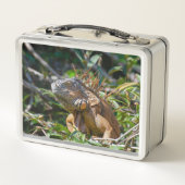 Oranje Iguana, wilde dieren Fotografie (Achterkant)