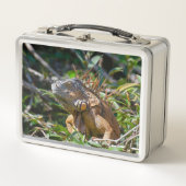 Oranje Iguana, wilde dieren Fotografie (Voorkant)