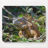 Oranje Iguana, wilde dieren Fotografie Muismat (Voorkant)