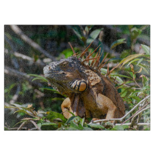 Oranje Iguana, wilde dieren Fotografie Snijplank