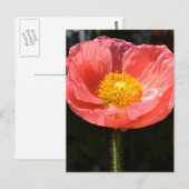 Oranje IJsland Poppy II Briefkaart (Voorkant / Achterkant)