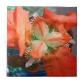 Oranje-Iris-bloem Tegeltje (Voorkant)