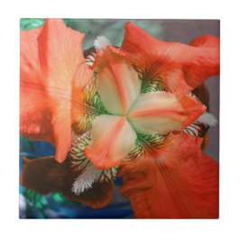 Oranje-Iris-bloem Tegeltje