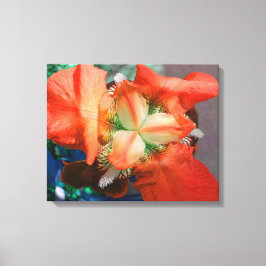 Oranje Iris Canvas Afdruk