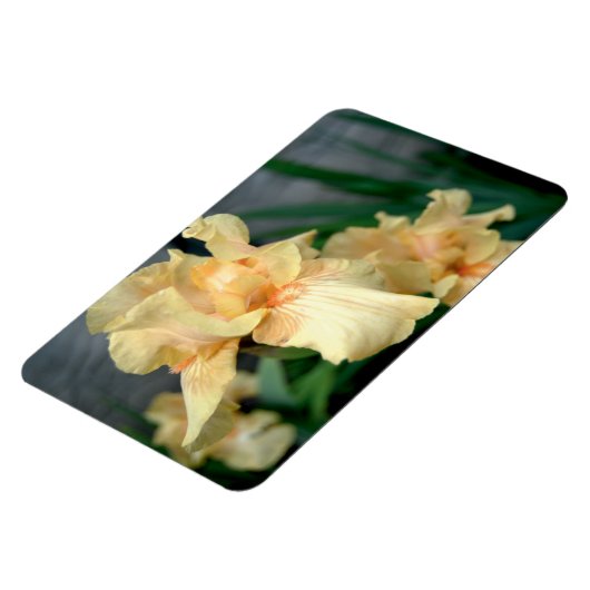 Oranje Irises in een zomertuin Magneet (Linkerzijde)