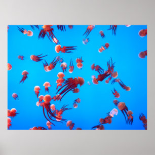 ORANJE JELLY FISH POSTER