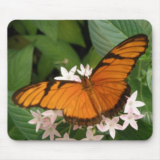 Oranje Julia Butterfly Mousepad Muismat (Voorkant)