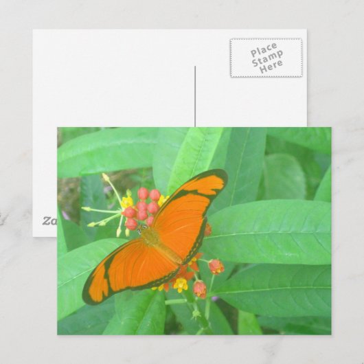 Oranje Julia Tropical Butterfly Briefkaart (Voorkant / Achterkant)