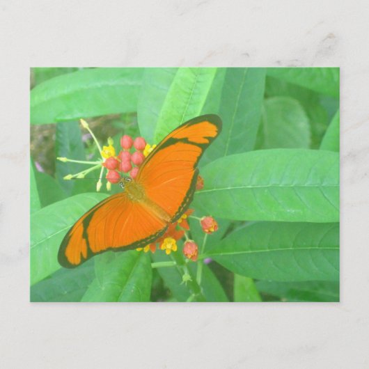 Oranje Julia Tropical Butterfly Briefkaart (Voorkant)