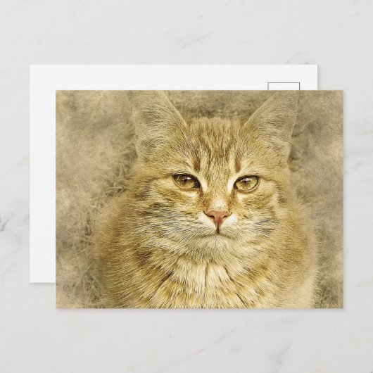  Oranje Kat | ABSTRACT | WATERVERF Briefkaart (Voorkant / Achterkant)