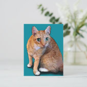 Oranje kat briefkaart (Staand voorkant)