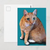 Oranje kat briefkaart (Voorkant / Achterkant)