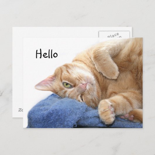 Oranje kat briefkaart (Voorkant / Achterkant)