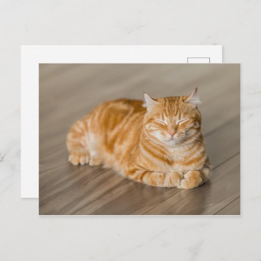 Oranje Kat Briefkaart (Voorkant / Achterkant)