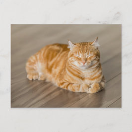 Oranje Kat Briefkaart