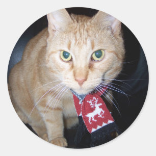 Oranje kat draagt sjaal Sticker