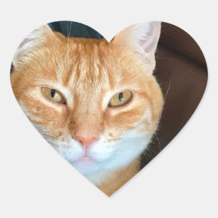 Oranje kat hart sticker