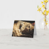 Oranje Kat in de Kaarten van de Nota van de (Gele Bloem)