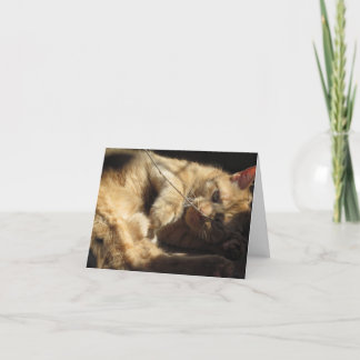 Oranje Kat in de Kaarten van de Nota van de
