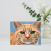 Oranje Kat Kitten Cat Briefkaart (Staand voorkant)